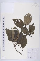 燈臺樹藏品圖，第1張