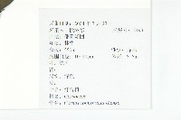 燈臺樹藏品圖，第2張