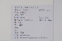 爵床、六角英藏品圖，第2張