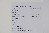 亮葉樺藏品圖，第2張