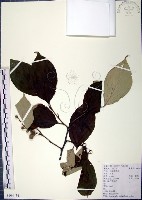 紅皮、葉下白、赤仔尾藏品圖，第1張