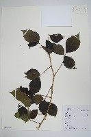 三葉五加、三加皮藏品圖，第1張