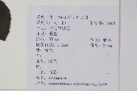 三葉五加、三加皮藏品圖，第2張