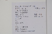 雷公鵝耳櫪藏品圖，第2張