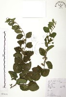 馬甲子藏品圖，第1張