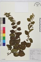 馬甲子藏品圖，第2張