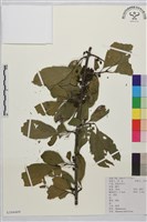 凍綠藏品圖，第1張