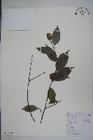 厚葉冬青藏品圖，第1張