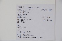 厚葉冬青藏品圖，第2張