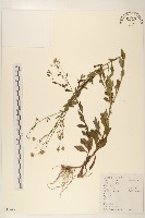 雞兒腸藏品圖，第1張