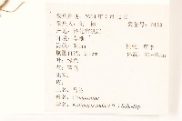 雞兒腸藏品圖，第2張