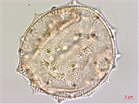 光果田麻藏品圖，第2張