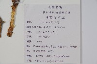 石沙參藏品圖，第2張