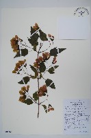 華北茶條槭藏品圖，第1張