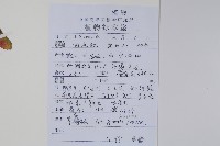 華北茶條槭藏品圖，第2張