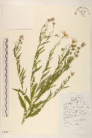 山馬蘭藏品圖，第1張