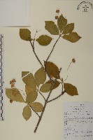 黃瓢子藏品圖，第1張