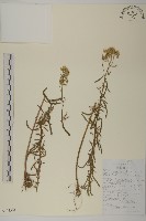 蓍草藏品圖，第1張