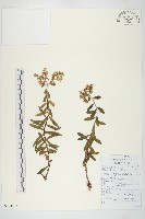 毛景天藏品圖，第1張