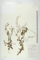 風花菜、球果山芥菜藏品圖，第1張