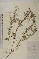 密毛白蓮蒿藏品圖，第1張