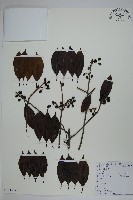 冬青藏品圖，第1張