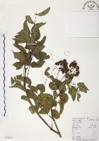 灰色木藍藏品圖，第1張