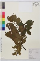 鈍齒鼠李藏品圖，第1張