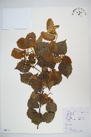 莢迷藏品圖，第1張