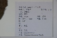 莢迷藏品圖，第2張