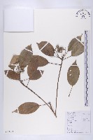 薯豆藏品圖，第1張