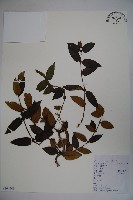 忍冬、金銀花藏品圖，第1張