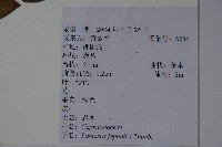 忍冬、金銀花藏品圖，第2張