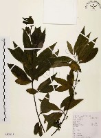 山胡椒藏品圖，第1張