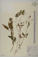 鬼針舅藏品圖，第1張