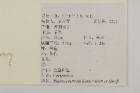 鬼針舅藏品圖，第2張
