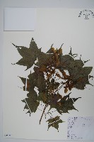 五裂槭藏品圖，第1張