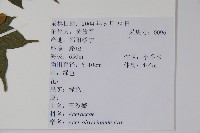 五裂槭藏品圖，第2張