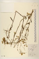 旋覆花藏品圖，第1張