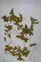 馬兜鈴藏品圖，第1張