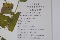 馬兜鈴藏品圖，第2張