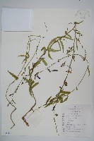 石沙參藏品圖，第1張