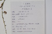 石沙參藏品圖，第2張