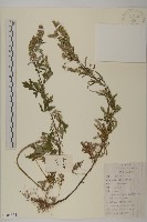 紅足蒿藏品圖，第1張