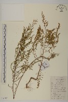 茵蔯蒿藏品圖，第1張