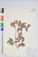 米飯花藏品圖，第1張