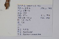 秋海棠藏品圖，第2張