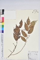 滿山香藏品圖，第1張