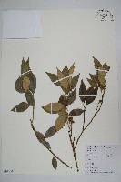 長葉野扇花藏品圖，第1張