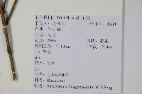 長葉野扇花藏品圖，第2張